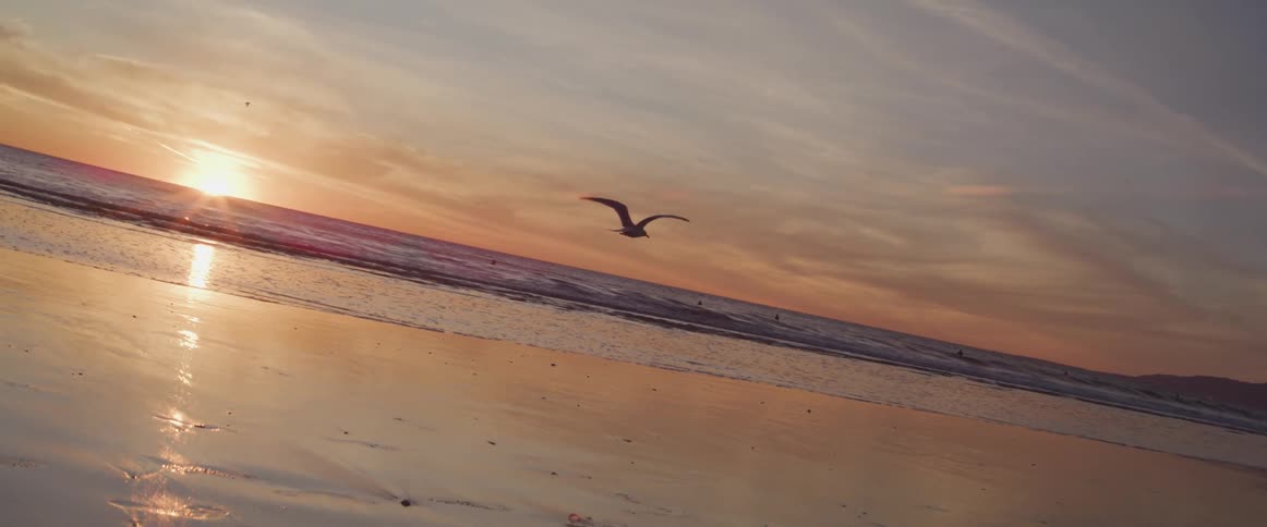 A bird flies over the beach
