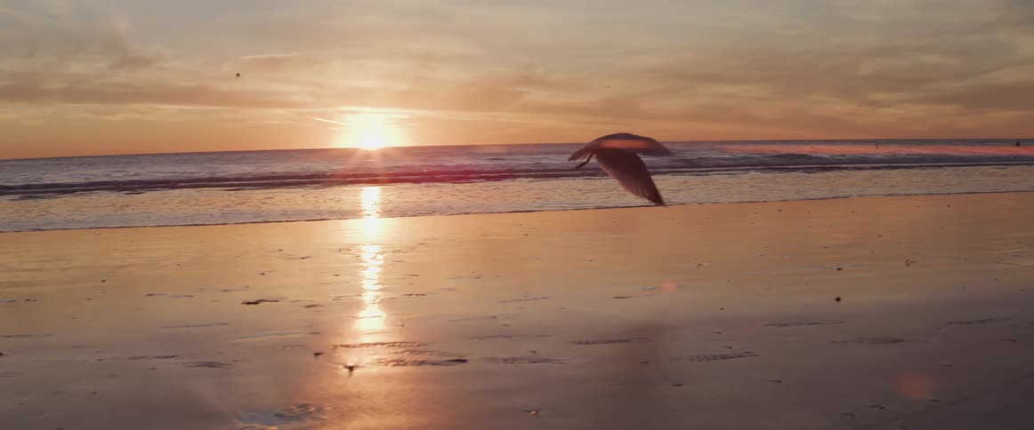 A bird flying over the sand on the shore at dusk
