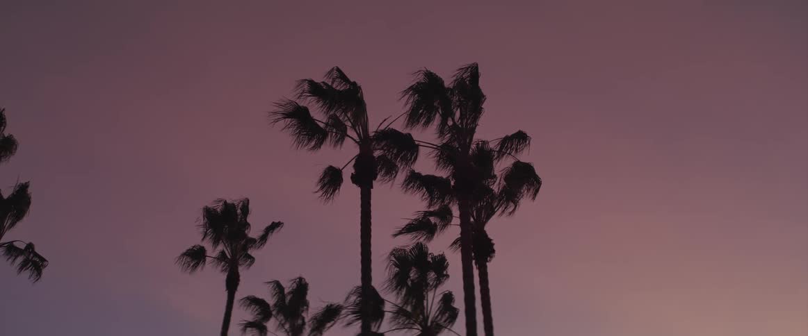 Palm trees blowing in the wind during sunset hour
