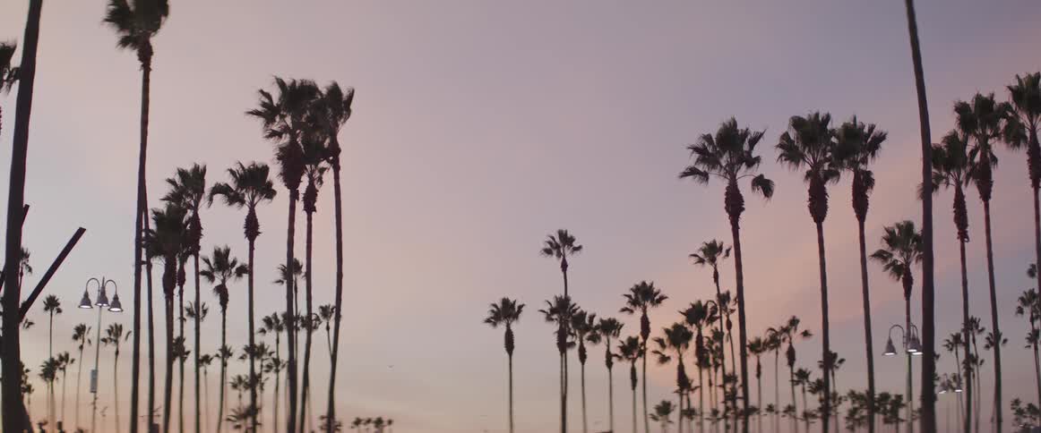 Silhouetted palm trees against a purple and pink sky