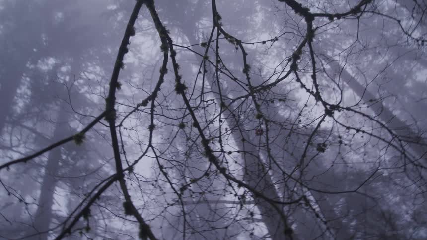 Bare tree branches in a foggy forest
