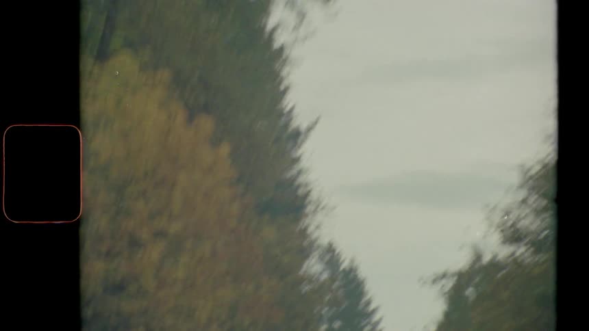 Deciduous trees with fall foliage stand out against evergreen conifer under an overcast sky