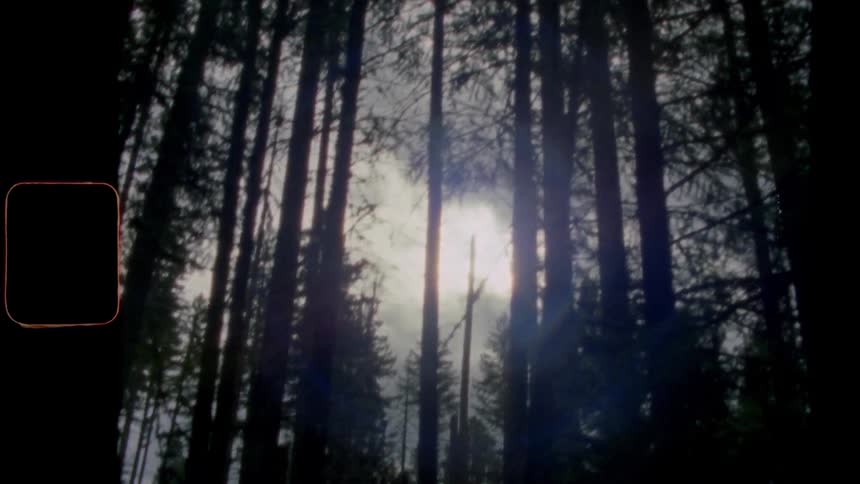 Tall trees are silhouetted against the cloudy sky in the forest