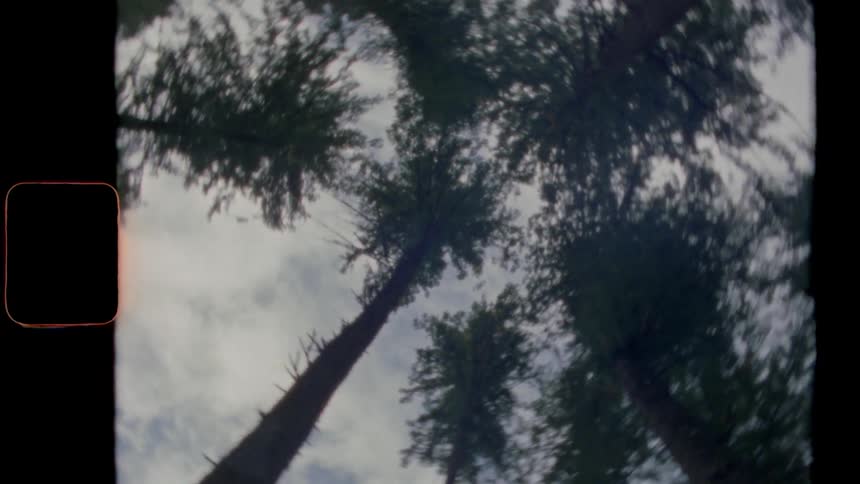 Tall trees towering overhead