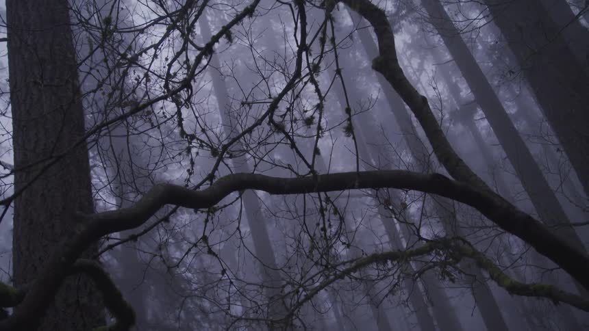 View of a dark foggy dense forest