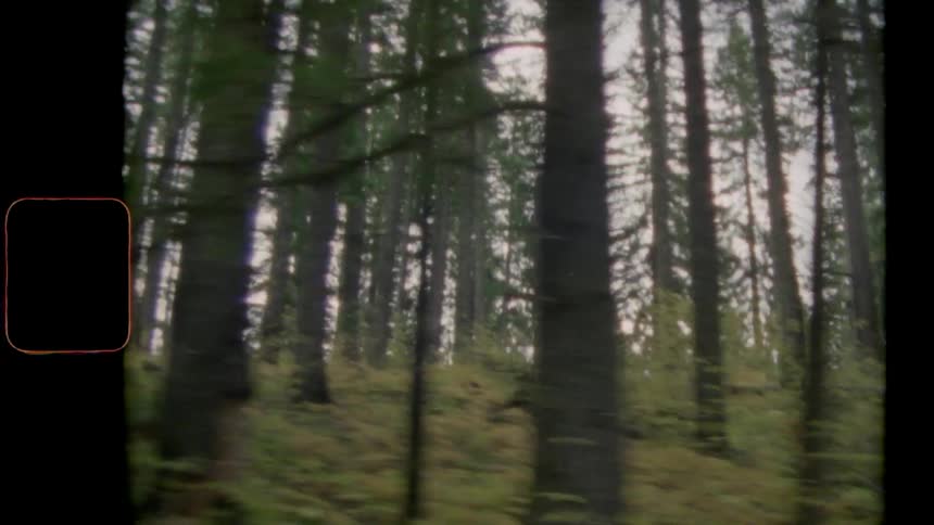 While traveling at a high speed the lush vegetation and tall trees of a forest go sailing by
