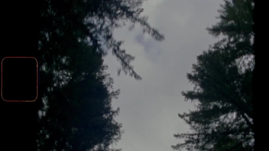 A forest with trees with the sky and clouds above