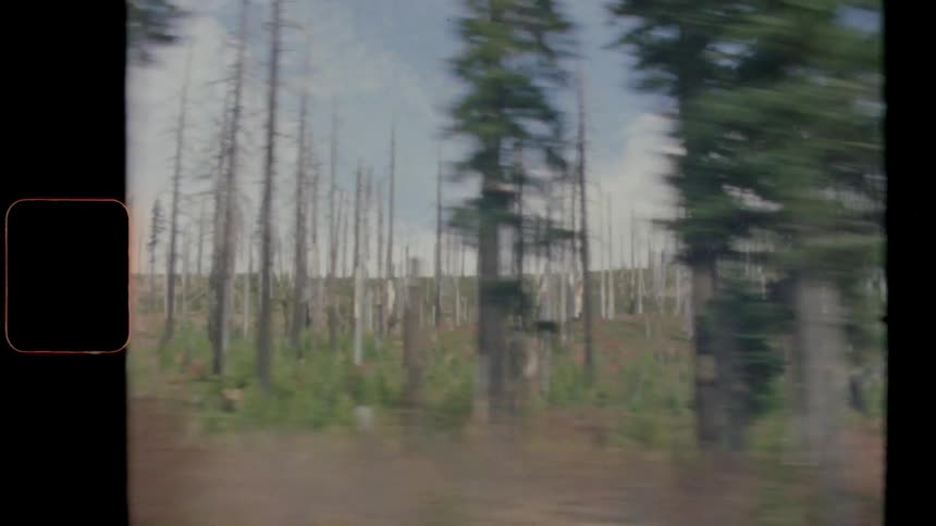 In a sprawling forest are many trees without anything on their branches