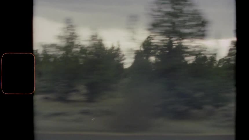 Highway flows past forest of conifer