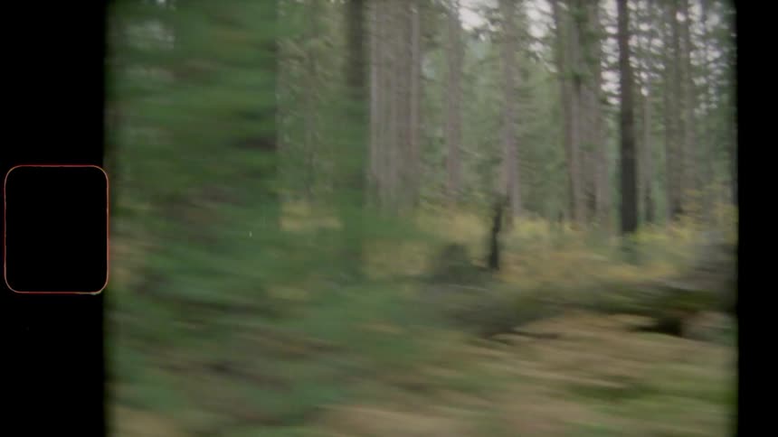 Tall trees in a woodland during the day