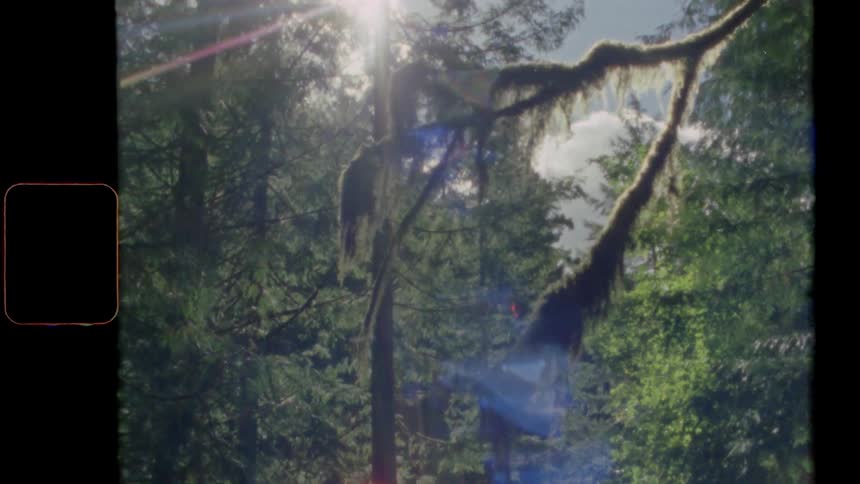 Sunlight shining through forest trees on a summer day