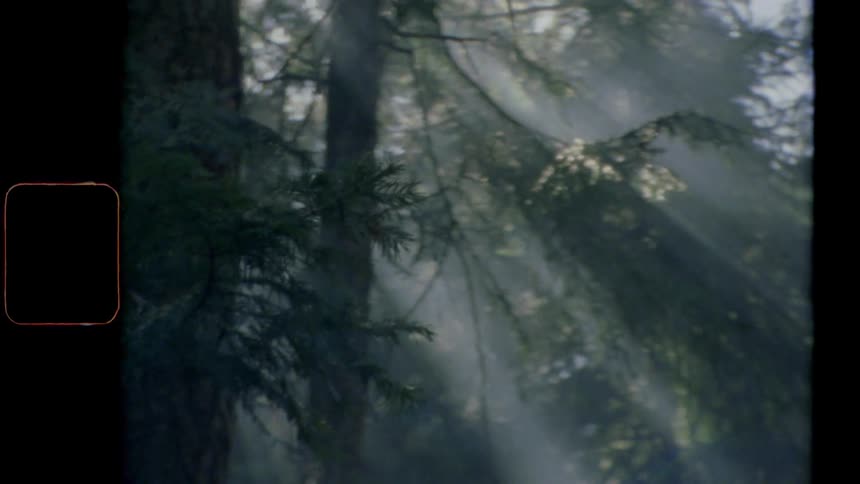 Vintage footage of trees in a forest