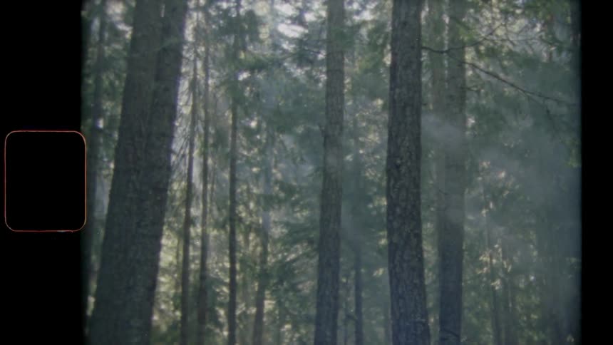 Sunlight shining through the foliage of a forest