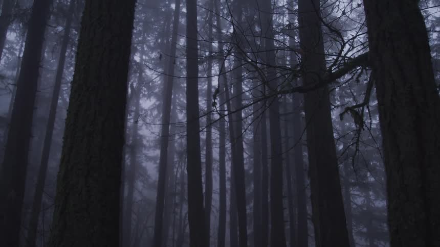 Foggy dark forest with tall trees
