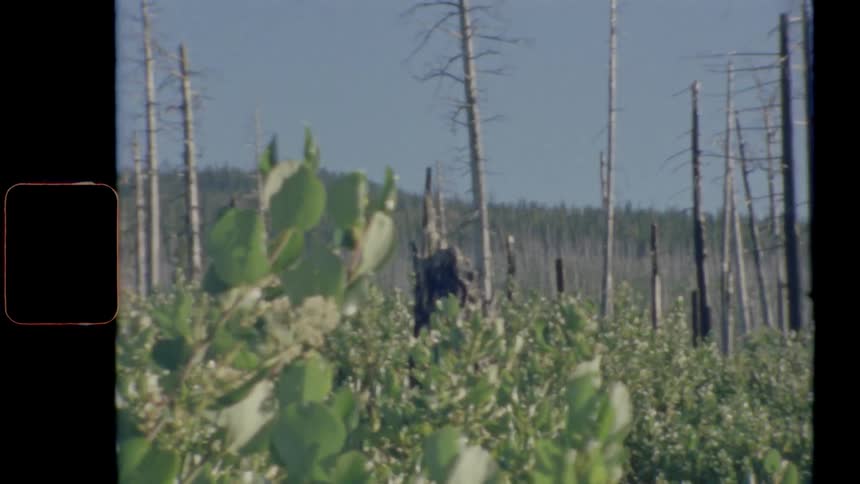 Dead trees in a forest on a summer day