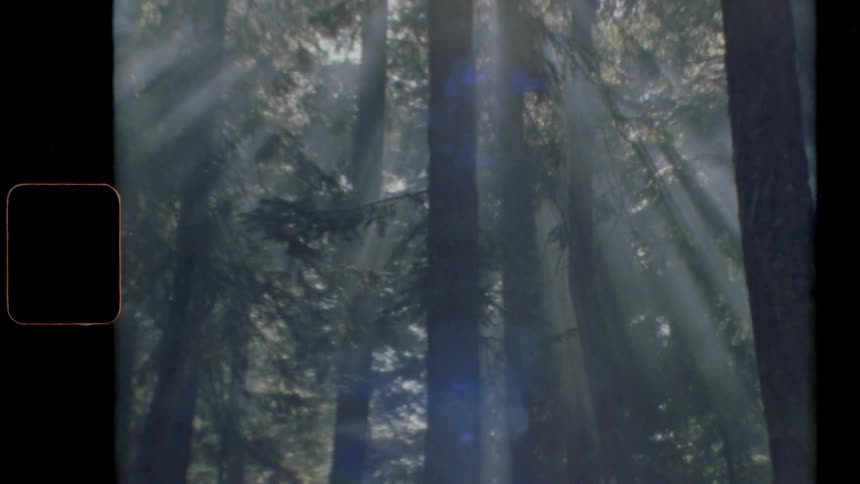 Sunlight shines through the foliage of a dense forest causing streams of light to appear between the trees