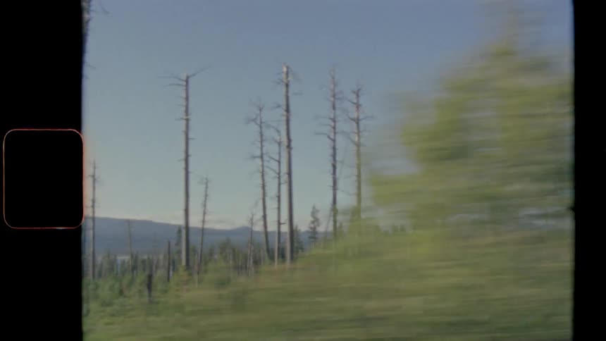 The tall trees line the field