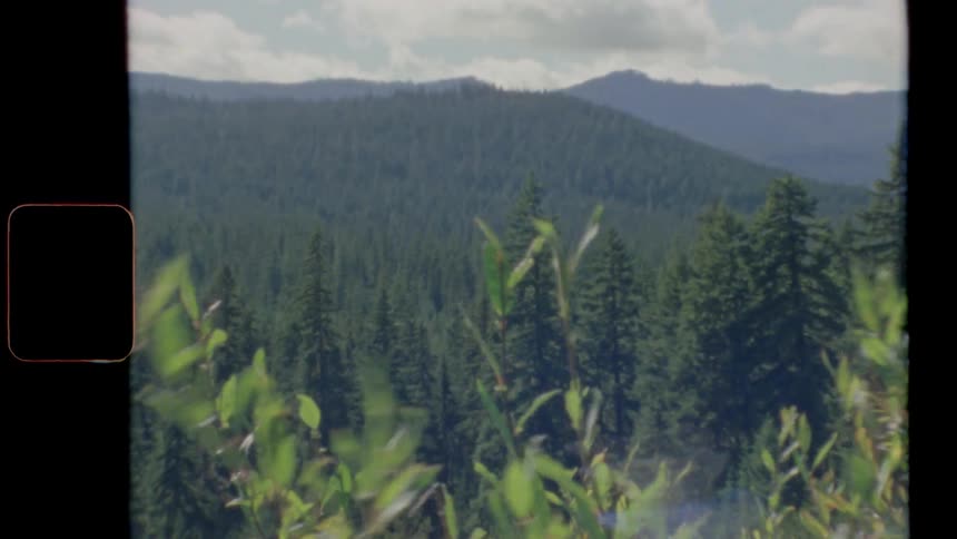 A breeze blows through some plants on a hillside near an evergreen forest