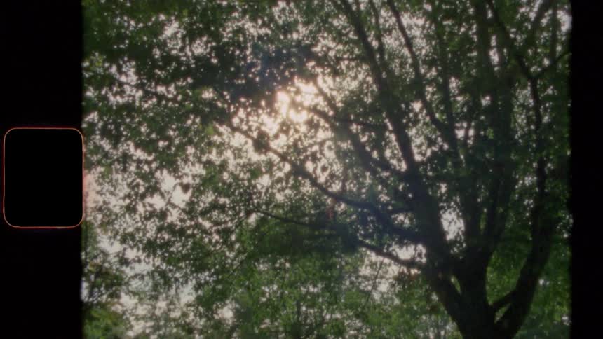 The sun shines through the trees in the forest