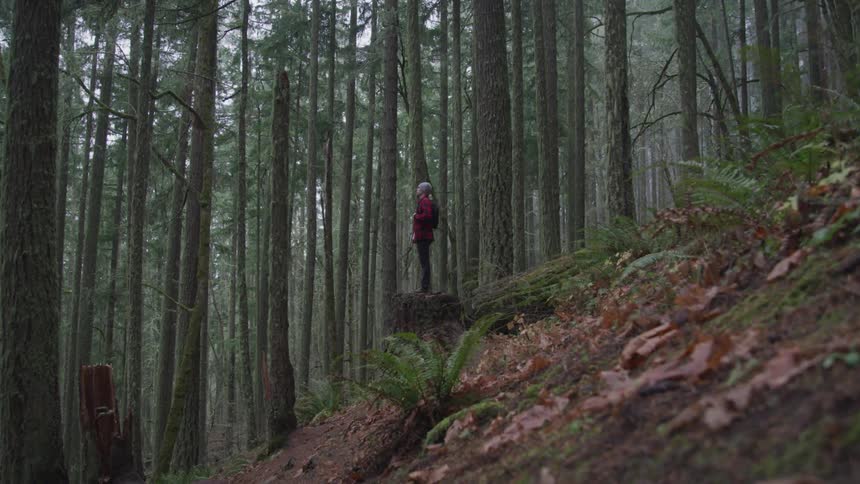 A person stands in the middle of a dense forest