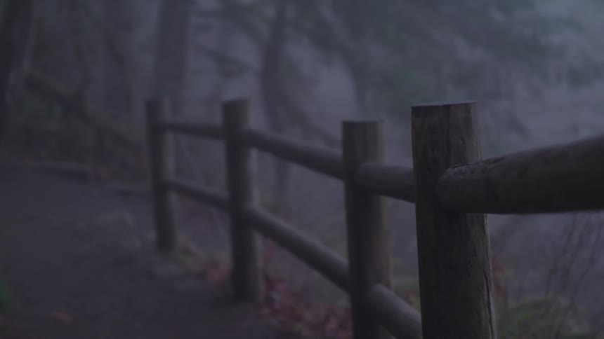 Fog obscures trees standing over wooden fence from path