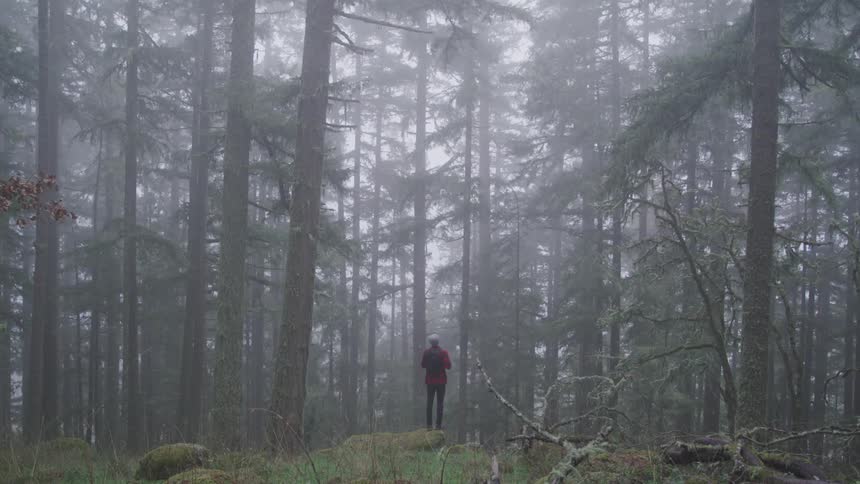 Person stands in foggy conifer forest looking up