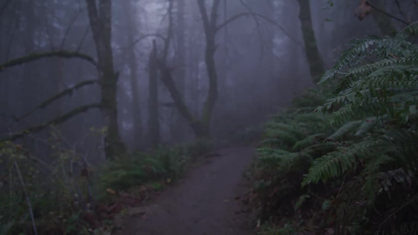 Fog covers forest and dirt trail through trees