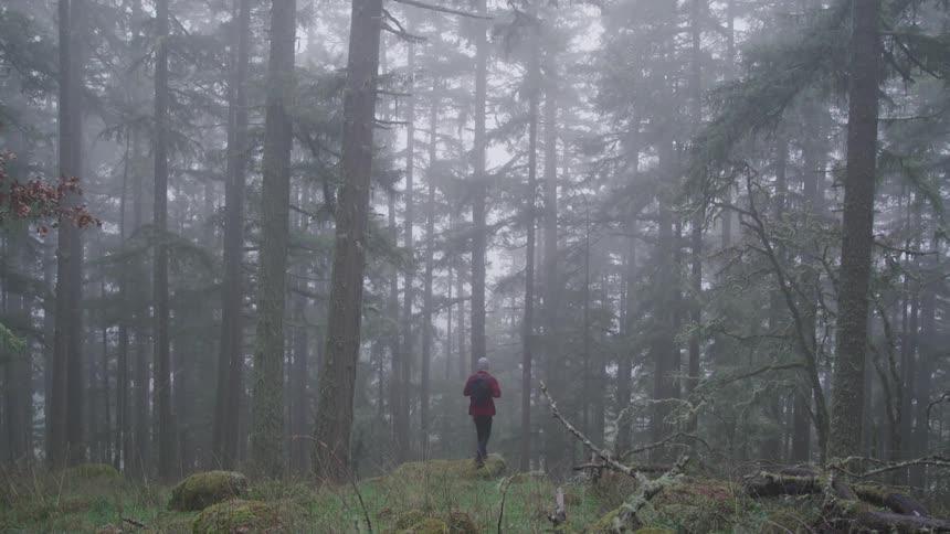 A person walks through a forest full of fog and tall trees