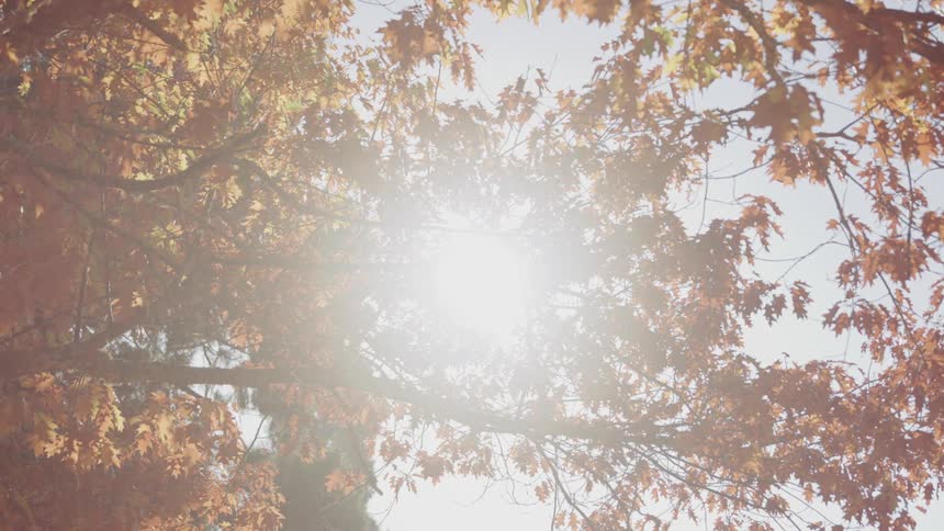 Sun shining through the leaves in the fall