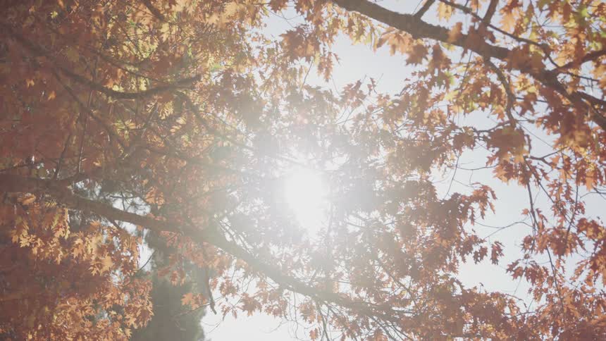 The sun shines through the autumn yellow leaves of a tree