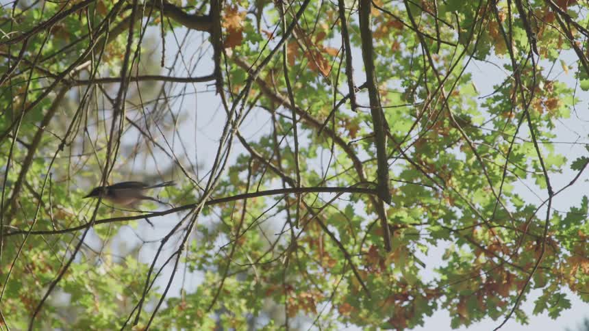 A bird is crawling on a branch