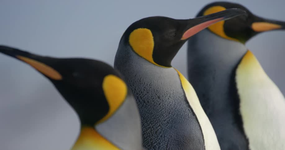 A group of penguins outside in the arctic