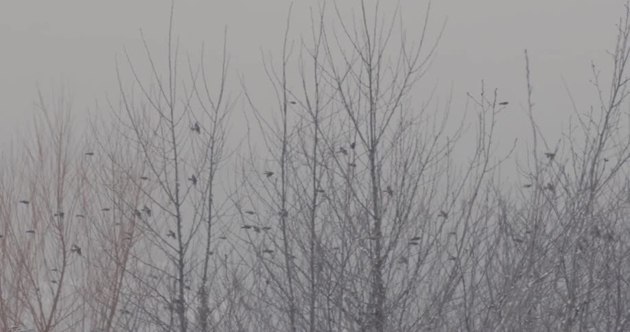 A flock of birds flying in the sky with snow covered trees in winter