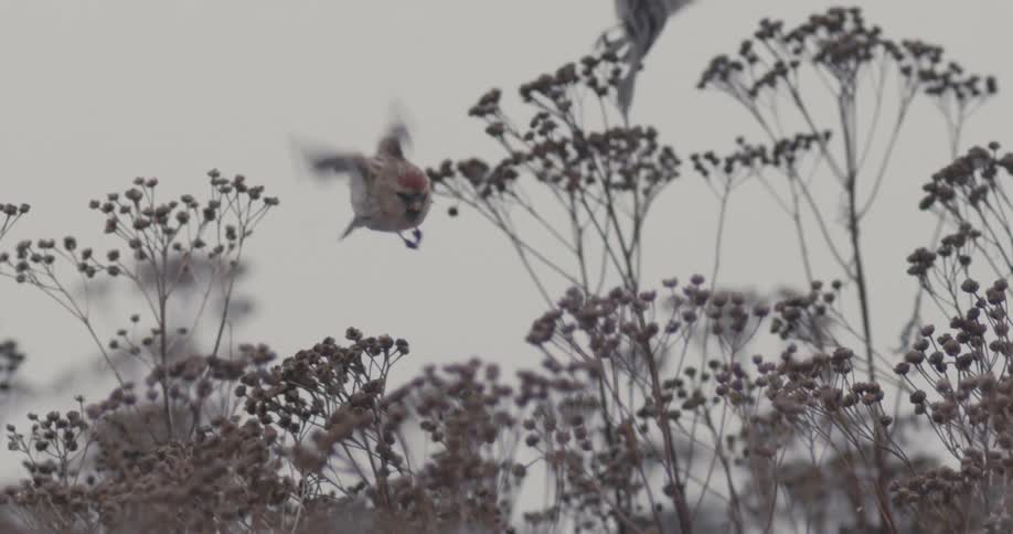 Snow falls as birds sitting in bushes fly away in slomo