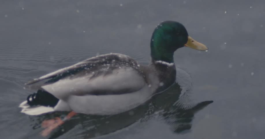 Snow falls around a duck swimming on a lake