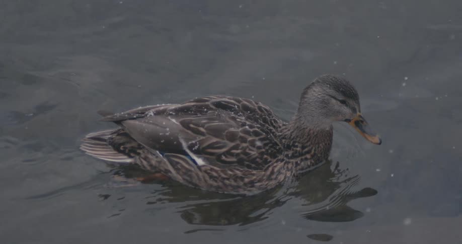 A lone duck swims along in the water as light snow flurries fall around it