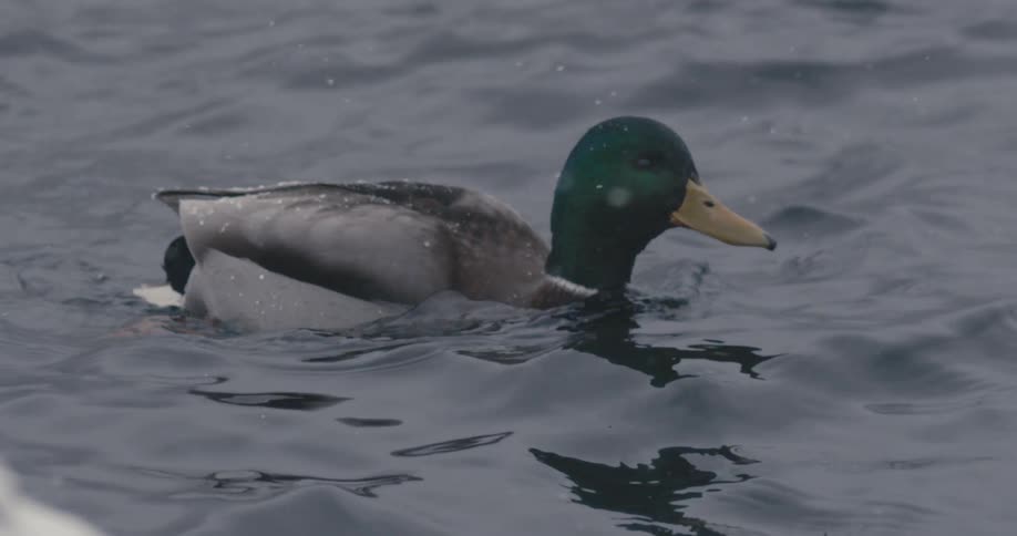 Duck bobs across water reflecting it as it snows