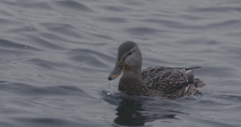 Snow falling around a duck swimming on a lake