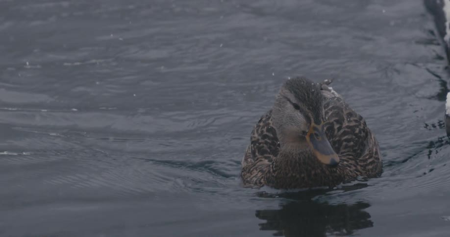 A duck is swimming in the water as it snows
