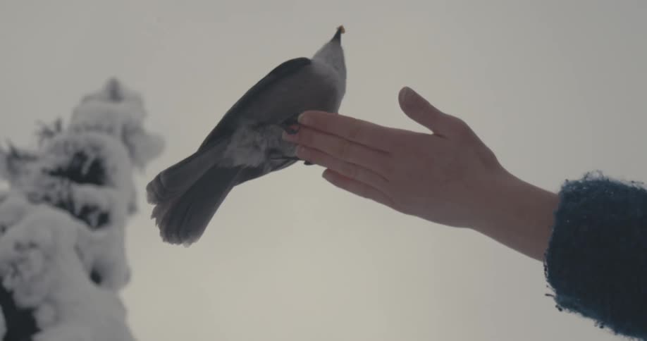 A bird flies and lands on a womans outstretched hand