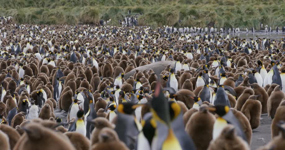 Large group of penguins gathered next to the forest