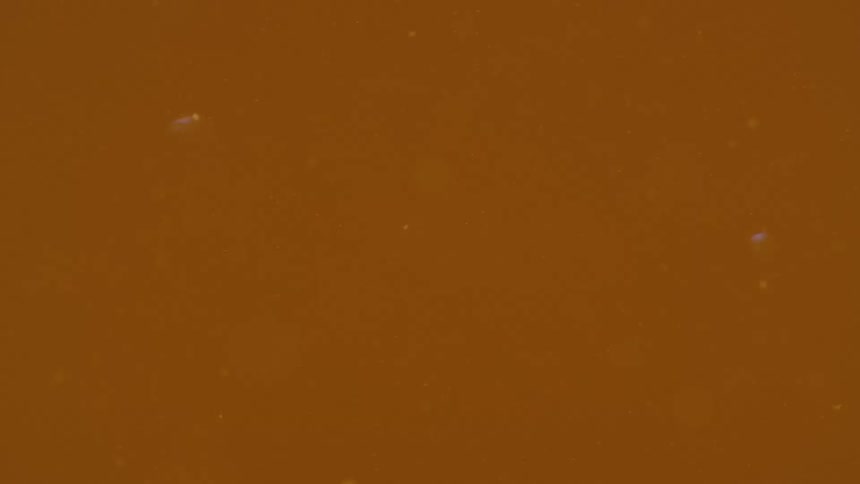 Particles floating in cloudy brown liquid