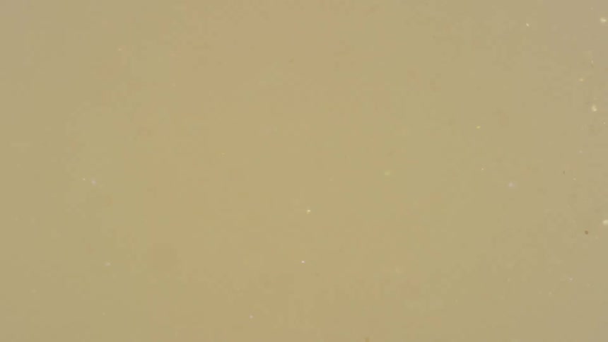 Movement of particles suspended in liquid