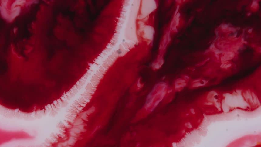Abstract colorful red and white paint ink liquid diffusion psychedelic with movement