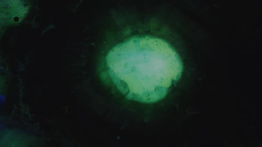 Bright green irregular circle shines contrasting the surrounding blackness that is briefly outlined by purple