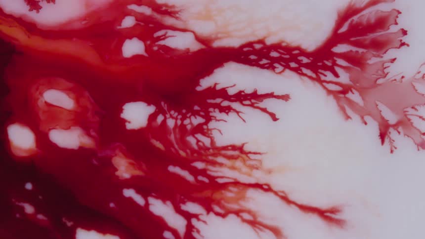 Colorful red ink flow white liquid spread branch