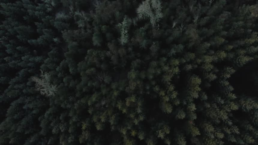 A birds eye view of pine trees in a forest