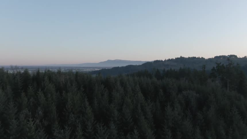 An aerial view of a forest is displayed