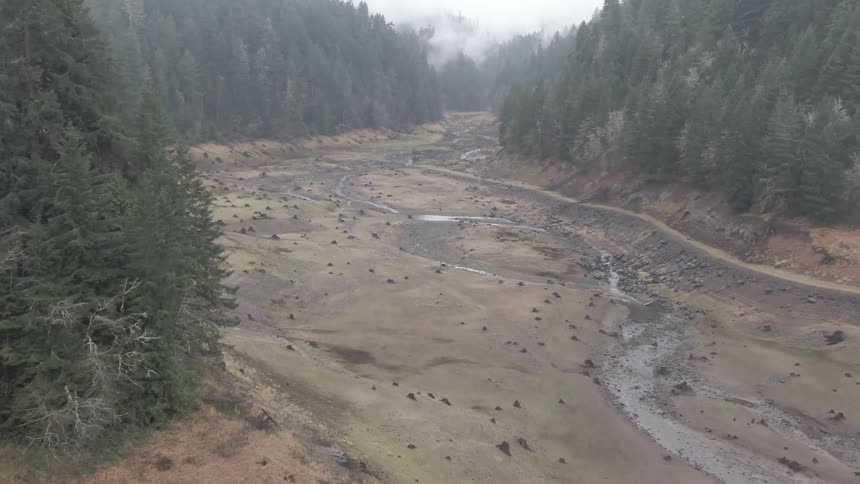 A river and trees in a forest on a foggy day