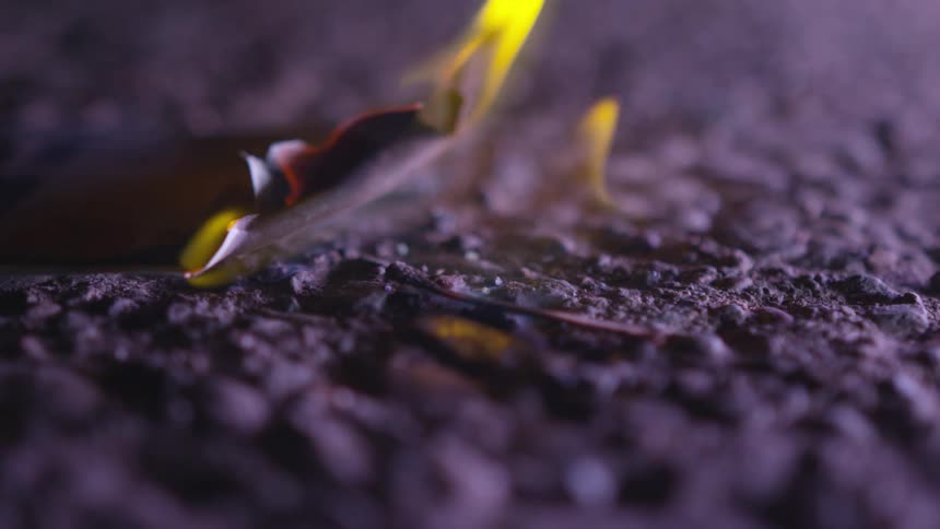Flames spread and rise as a piece of paper burns